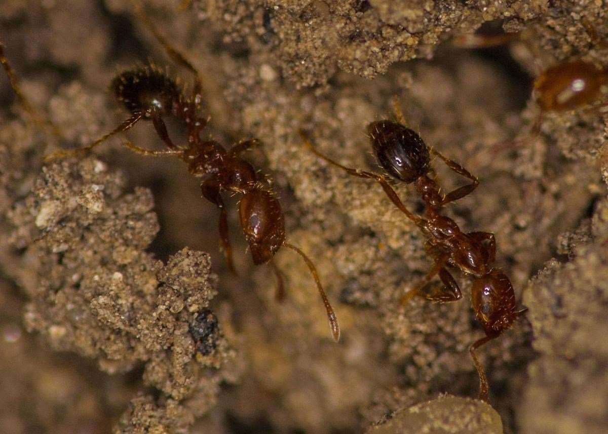 Ant Control Tonopah AZ - Exterminator for Ants - All Ant Control